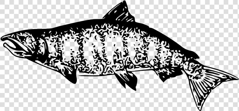 Clip Art Drawing Vector Graphics Image Salmon   Coregonus Lavaretus  HD Png DownloadTransparent PNG