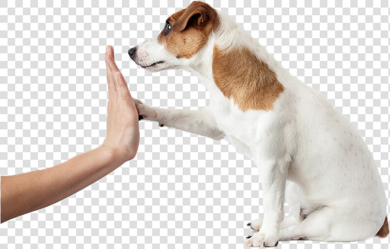 Image   Rewarding A Dog  HD Png DownloadTransparent PNG