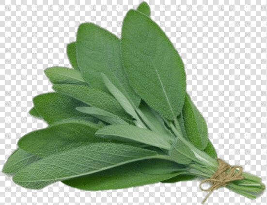 Sage   Herb Sage  HD Png DownloadTransparent PNG