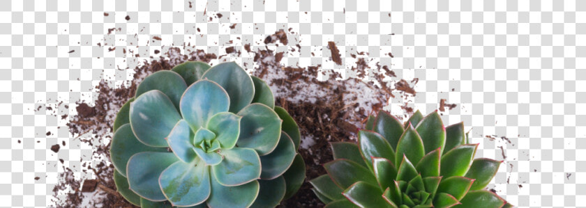 Plantas Hipster  HD Png DownloadTransparent PNG