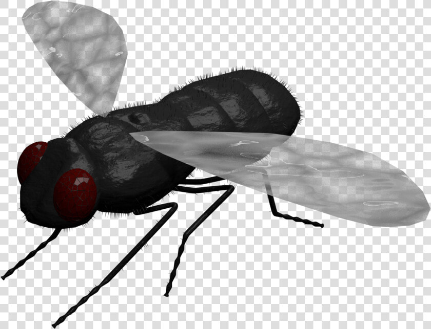 Net winged Insects  HD Png DownloadTransparent PNG