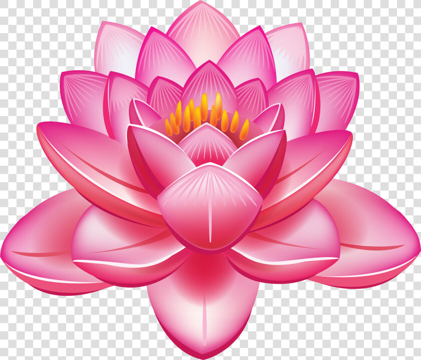 Lotus Flower Png Clipart   Lotus Flower Png  Transparent PngTransparent PNG