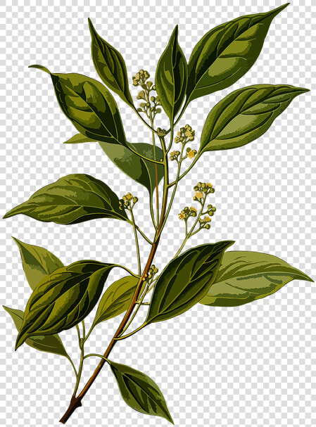 Imagem Gratis No Pixabay   Cinnamomum Camphora Botanical  HD Png DownloadTransparent PNG