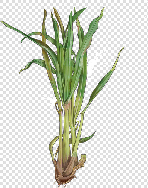 Lemongrass   Png Download   Lemongrass Transparent  Png DownloadTransparent PNG