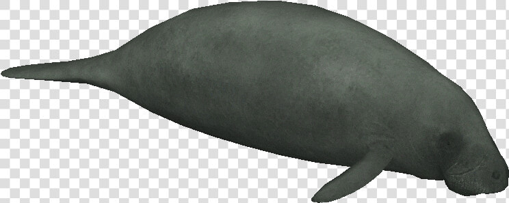 Africanmanatee   Dugong  HD Png DownloadTransparent PNG