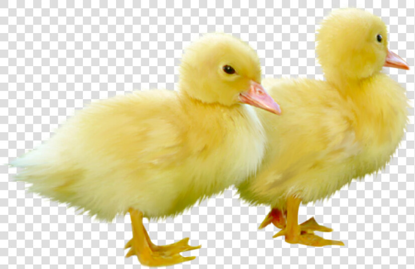 Duckling Png  Transparent PngTransparent PNG