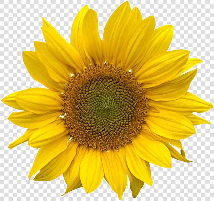  png  moodboard  filler  yellow  freetoedit   Aesthetic Sunflower Png  Transparent PngTransparent PNG