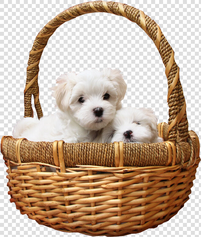 Puppies In Basket Png Transparent Image   Basket Of Puppies No Background  Png DownloadTransparent PNG