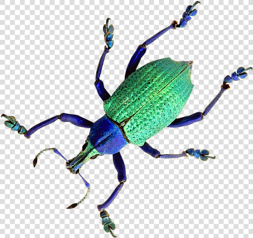 Beetle Png Transparent Image   Weevil  Png DownloadTransparent PNG