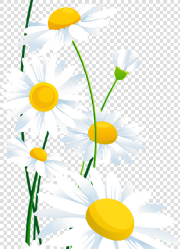 White Daisy Png   White Daisy Border Png  Transparent PngTransparent PNG