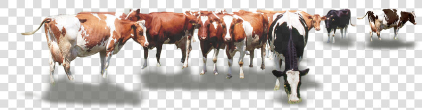 Calf Vector Cow Indian   Cow Herd Png  Transparent PngTransparent PNG