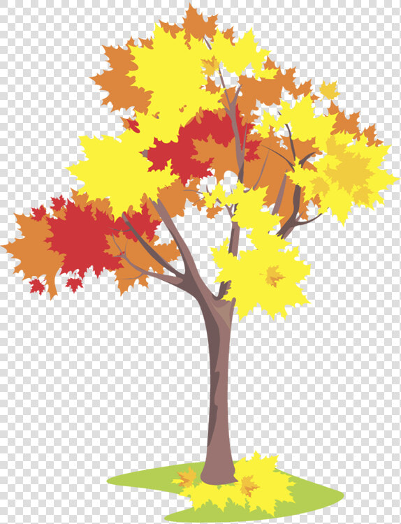 Maple Flashcard  HD Png DownloadTransparent PNG