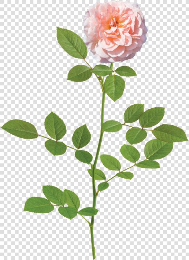 Light Flower Background Png Photo   Apricot Drift Rose  Transparent PngTransparent PNG