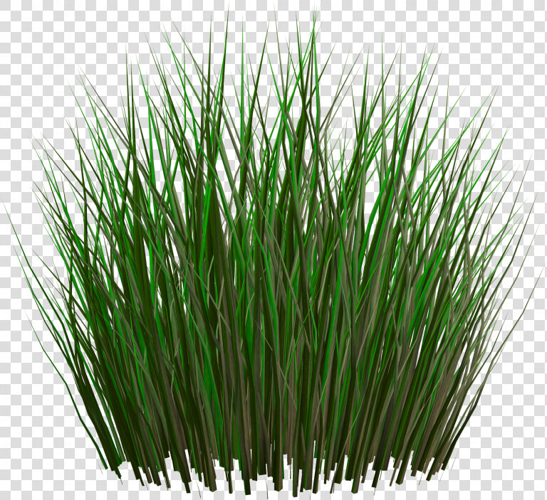 Best Free Grass Png Image Without Background   Grass Plants Png File  Transparent PngTransparent PNG