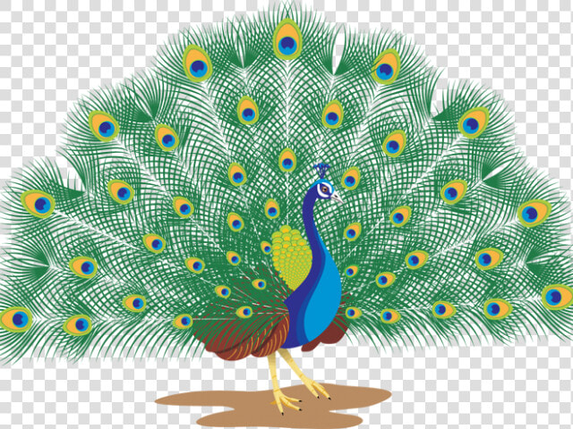 Peacock Clipart Peacock Dance   Peacock With White Background  HD Png DownloadTransparent PNG