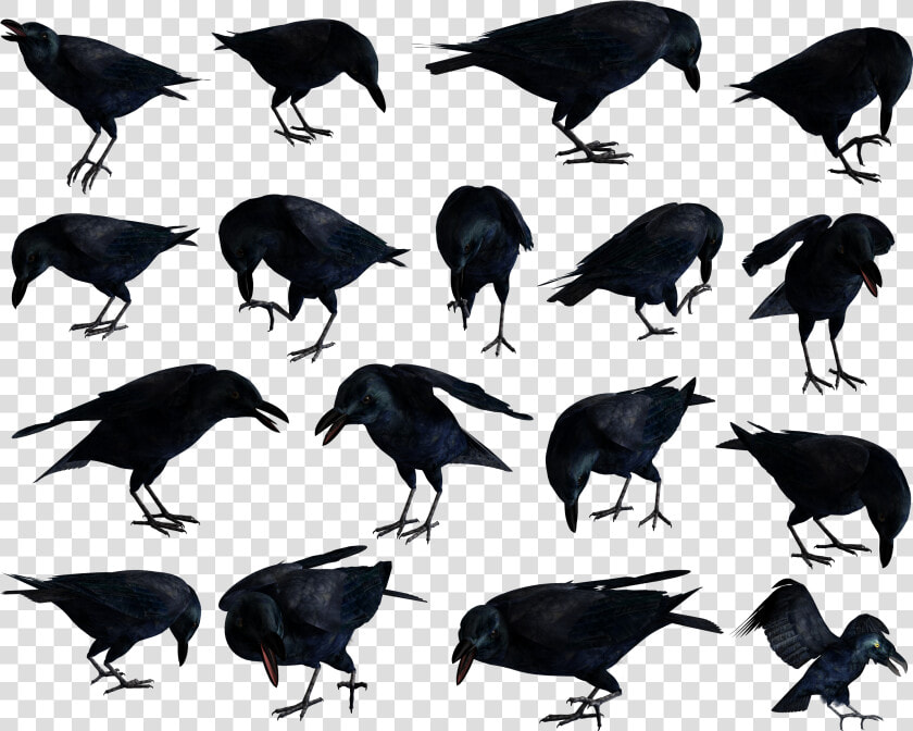 Raven Png   Common Raven  Transparent PngTransparent PNG