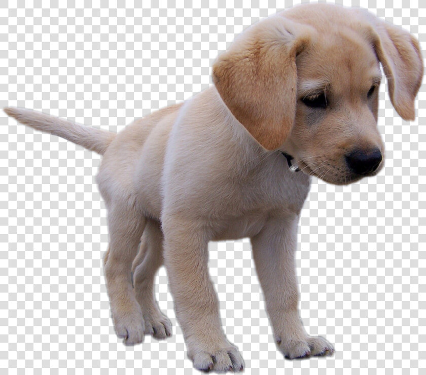 Super Cute Little Yellow Labrador Retriever Puppy Dog   Super Cute Dogs Png  Transparent PngTransparent PNG