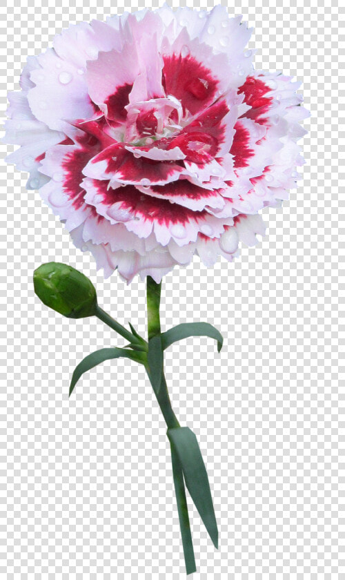 Carnation Stem Flower Free Picture   Carnation With Stem Transparent Background  HD Png DownloadTransparent PNG