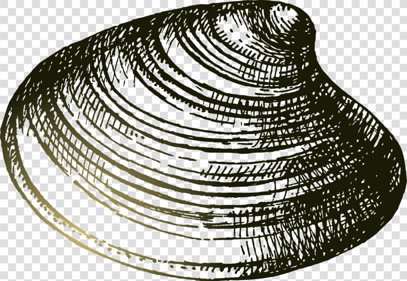 Transparent Seashell Clipart Black And White   Shells Black And White Drawibg  HD Png DownloadTransparent PNG