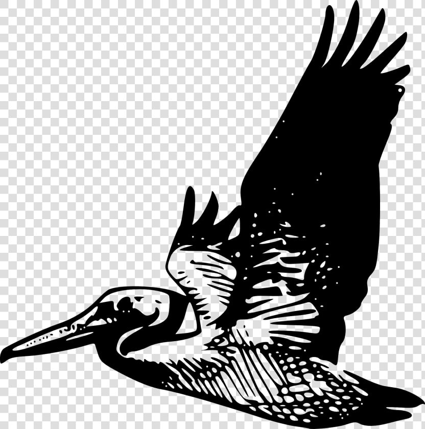 Flying Pelican Svg Clip Arts   Clipart Pelican Flying  HD Png DownloadTransparent PNG