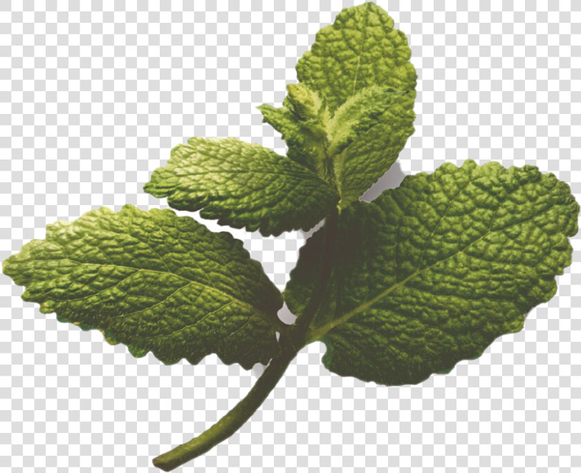 Slippery Elm  HD Png DownloadTransparent PNG