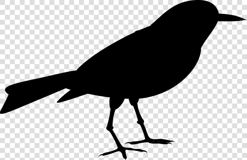 American Crow Clip Art Fauna Silhouette Common Raven   Old World Flycatcher  HD Png DownloadTransparent PNG