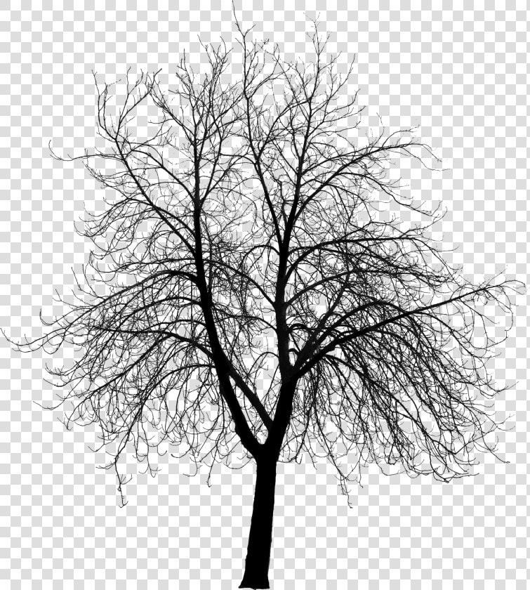 Course Content Visualizing Landscape Dynamics   Dynamic   Dead Tree Silhouette Png  Transparent PngTransparent PNG