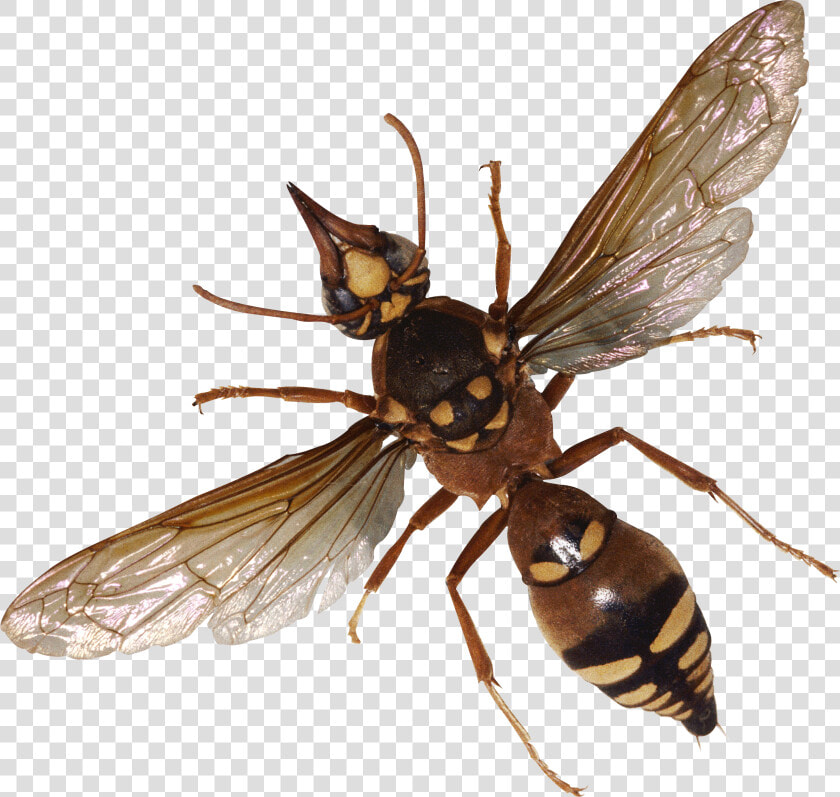 Winged Insect wasp net Winged Insects fly hornet house   Bugs Png  Transparent PngTransparent PNG