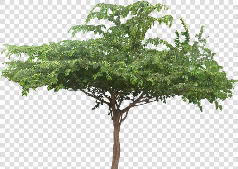 Png For Tree Trimming   Jungle Trees Cut Out  Transparent PngTransparent PNG