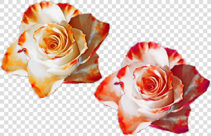 Rose Flower Png Nature Mixed Colors Flowers White Red   Rose Color Orange Transparent  Png DownloadTransparent PNG