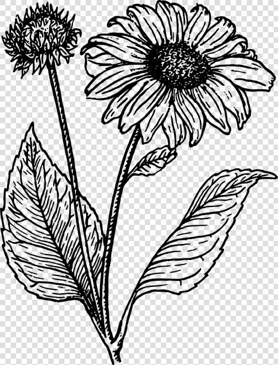 Sunflower Clipart Black And White   Sunflower Line Drawing  HD Png DownloadTransparent PNG