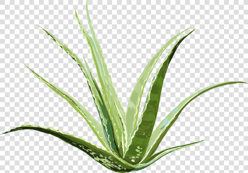 Agave  HD Png DownloadTransparent PNG