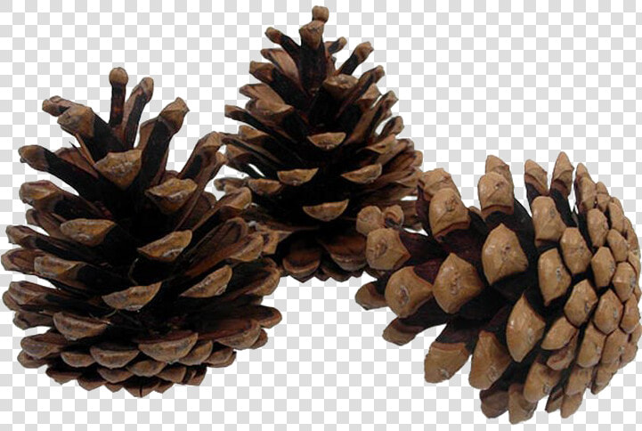 Pine Cone Png Image Transparent Background   Transparent Pine Cone Png  Png DownloadTransparent PNG