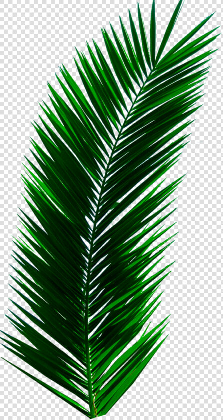  plant  leaves  palm  tree  green  nature  aesthetic   Palm Tree Leaf Png  Transparent PngTransparent PNG