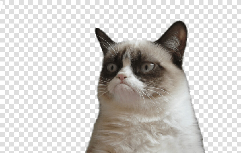 Grumpy Cat Face Vector Freeuse Techflourish Collections   You Re Going To Miss Me Meme  HD Png DownloadTransparent PNG