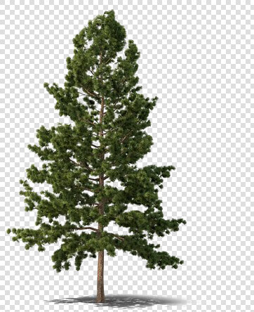 Pine Fir Spruce Png  Transparent PngTransparent PNG