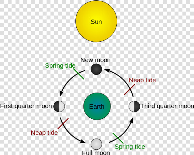 Types Of Tides  HD Png DownloadTransparent PNG