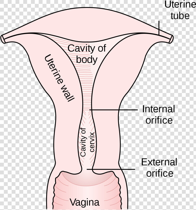 External Os Of The Uterus  HD Png DownloadTransparent PNG