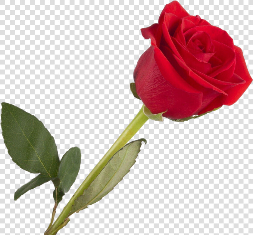 Rosa “single Rose”   Love Good Afternoon Message  HD Png DownloadTransparent PNG