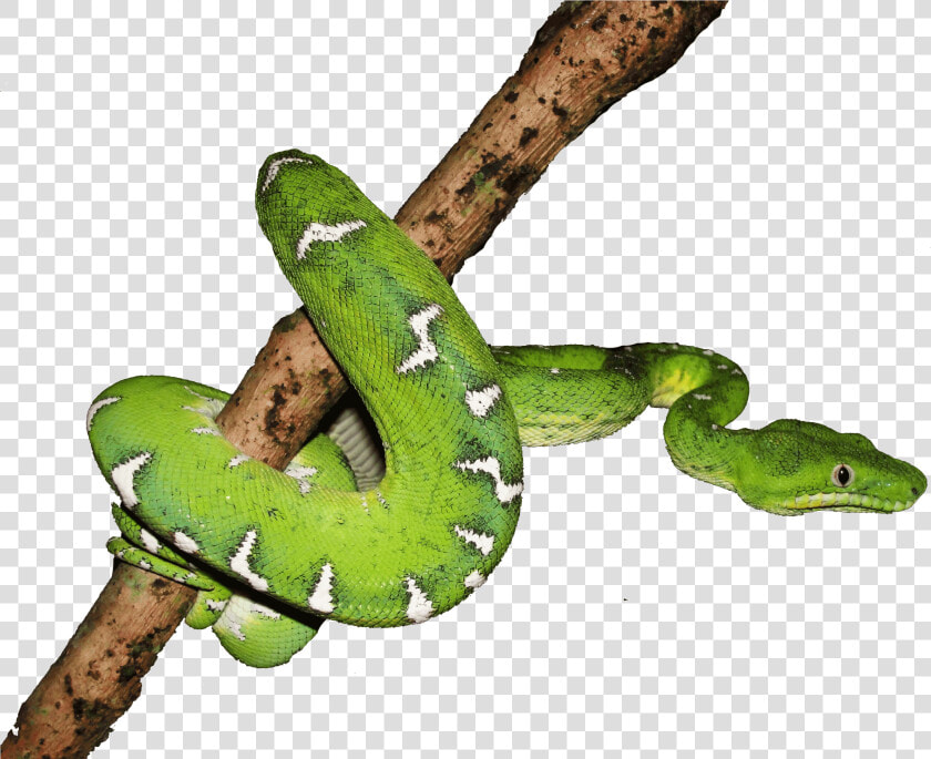 Boa Png Page   Boa Constrictor  Transparent PngTransparent PNG