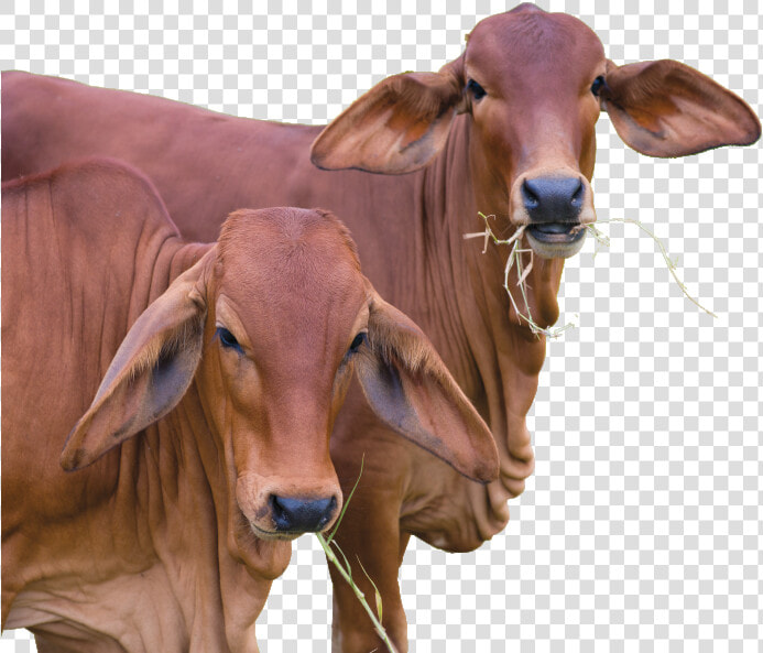 Zebu  HD Png DownloadTransparent PNG