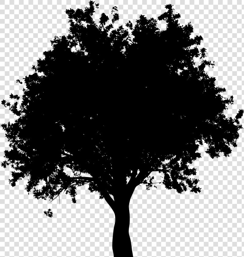 Download Png Oak Tree Black And White   Arbol Vector Silueta Png  Transparent PngTransparent PNG