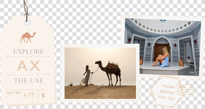 Arabian Camel  HD Png DownloadTransparent PNG