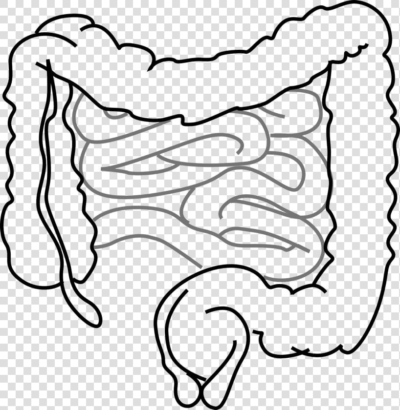 Intestines 293929 1280   Small Intestine Clipart  HD Png DownloadTransparent PNG