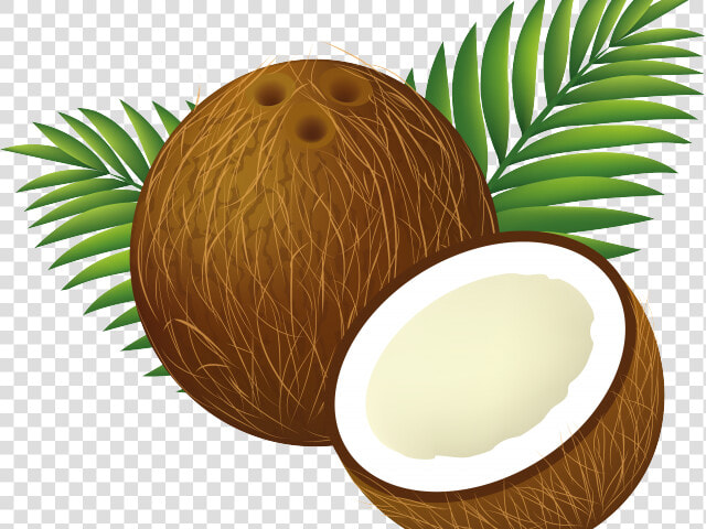 Coconut Clipart Clip Art   Coconut Png Clipart  Transparent PngTransparent PNG