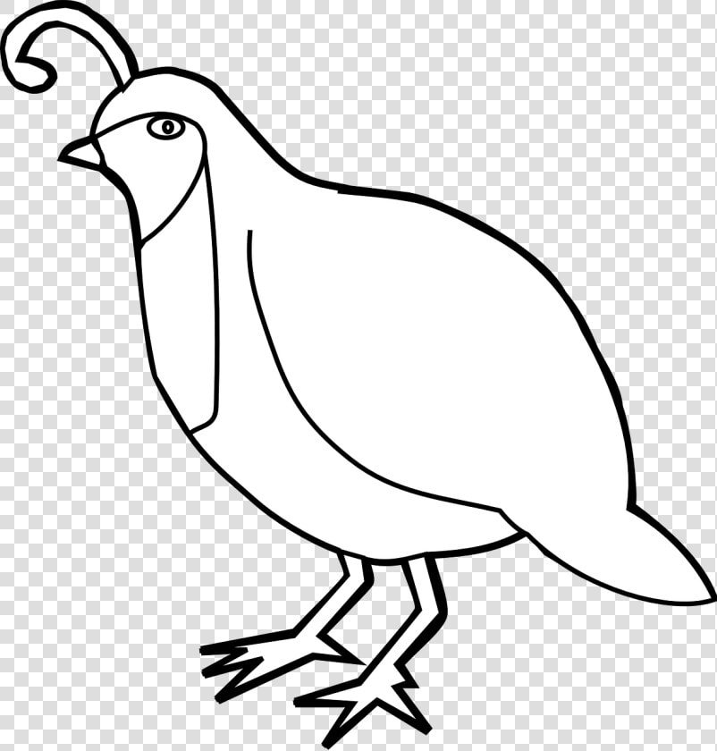 Quail Png  Transparent PngTransparent PNG