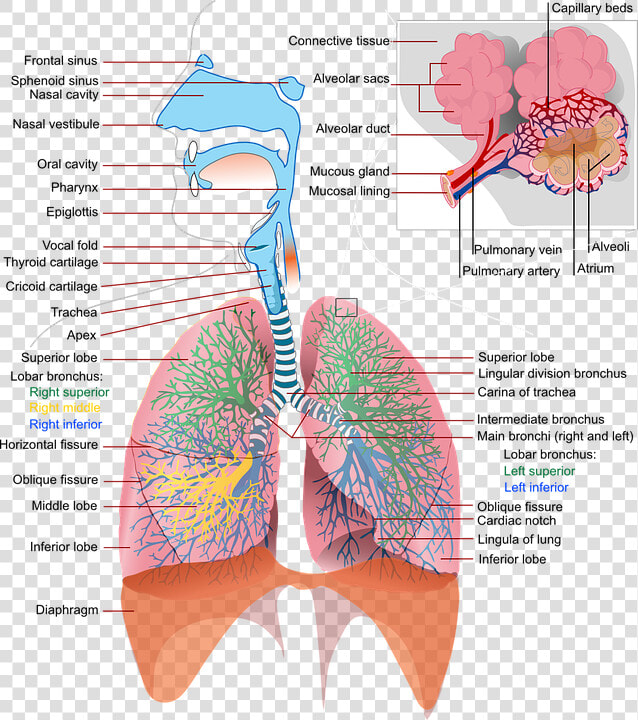 Alkaline Breathing   Respiratory System  HD Png DownloadTransparent PNG