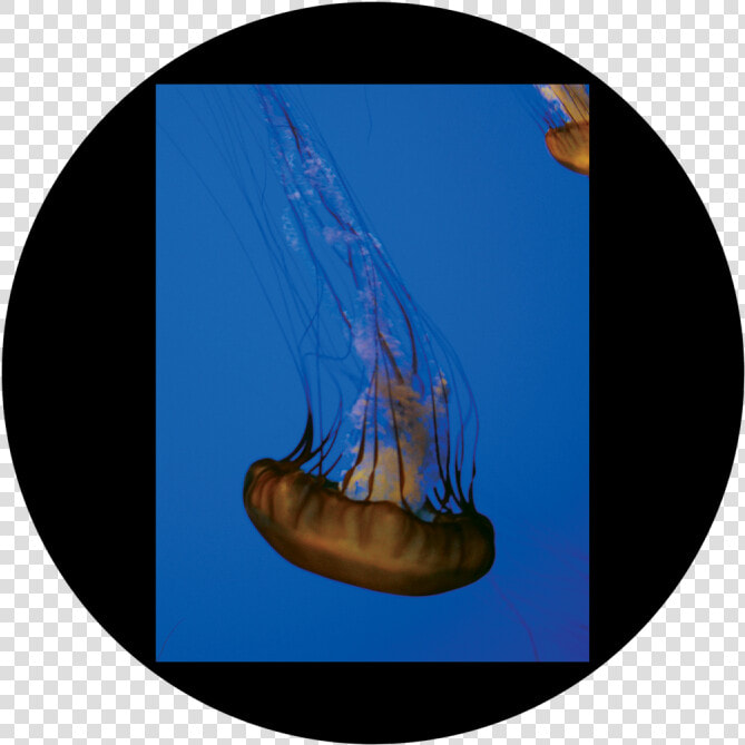 Jellyfish  HD Png DownloadTransparent PNG