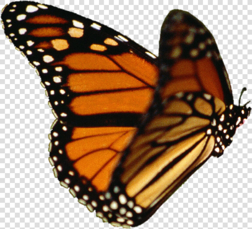 Monarch Butterfly Transparent Background   Png Download   Monarch Butterfly Transparent Background  Png DownloadTransparent PNG