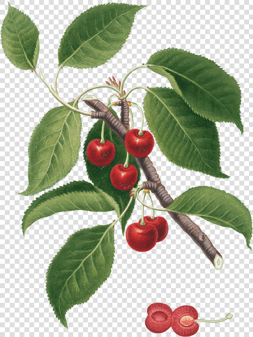 Pmm Image Cherries   Foglie Di Amarena  HD Png DownloadTransparent PNG